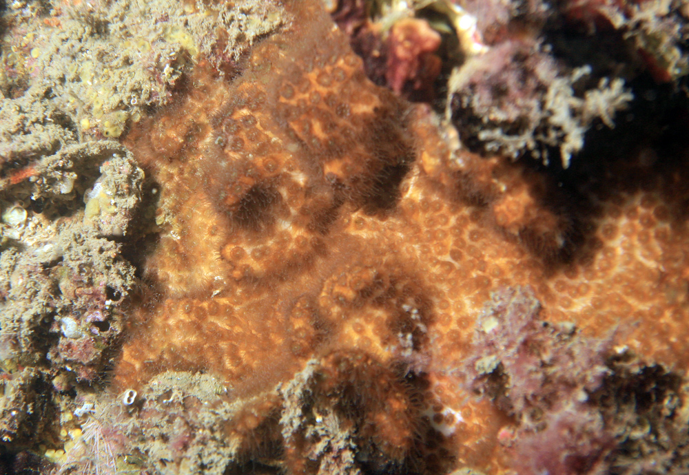7 Koralj Oculina patagonica zabiljeen u Katelanskom zaljevu.